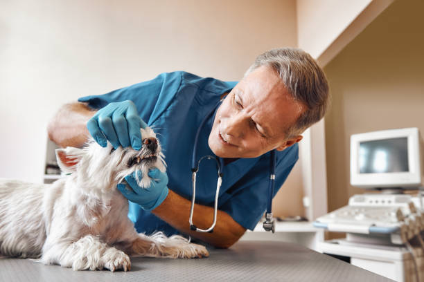 Best Emergency Dental Services for Seniors in Robinson, TX